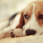 A sick Beagle puppy lying down.