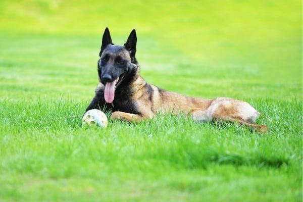 A Belgian Malinois lying on the grass beside his ball.