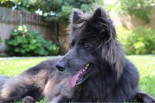 What Is a Lycan Shepherd?