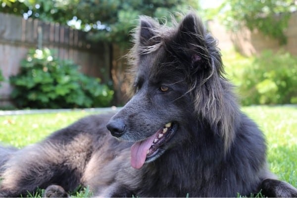 An adult Blue Bay Shepherd relaxing in a backyard.