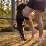 A small black dog attempting to hump a woman's leg.