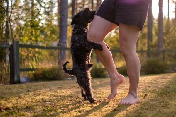 A small black dog attempting to hump a woman's leg.