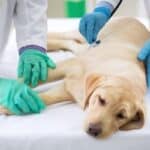 A young Lab lying on a veterinarian's table for examination.