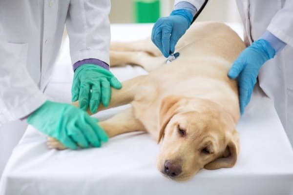 A young Lab lying on a veterinarian's table for examination.