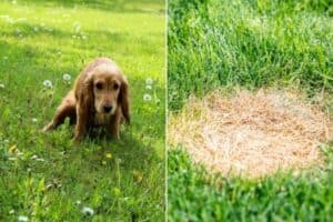 On the left, a female dog urinating. On the right, a round patch of dead grass.