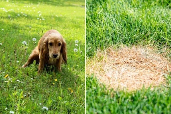 what neutralizes dog pee on grass