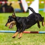 A Jagdterrier clearing a jump pole in a competition.