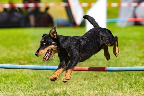 A Jagdterrier clearing a jump pole in a competition.