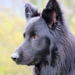 A cross between a Blue Bay Shepherd, a German Shepherd, and a Belgian Malinois.