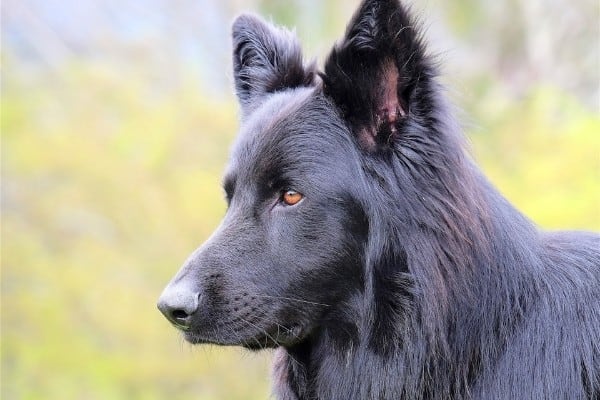 A cross between a Blue Bay Shepherd, a German Shepherd, and a Belgian Malinois.