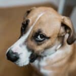 A sad-looking dog looking up at his owner.