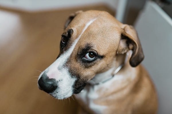 A sad-looking dog looking up at his owner.