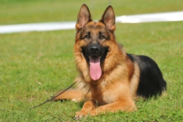 A German Shepherd Dog resting on the grass.