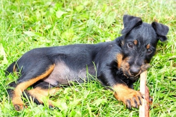 A young Jagdterrier chewing on a stick.
