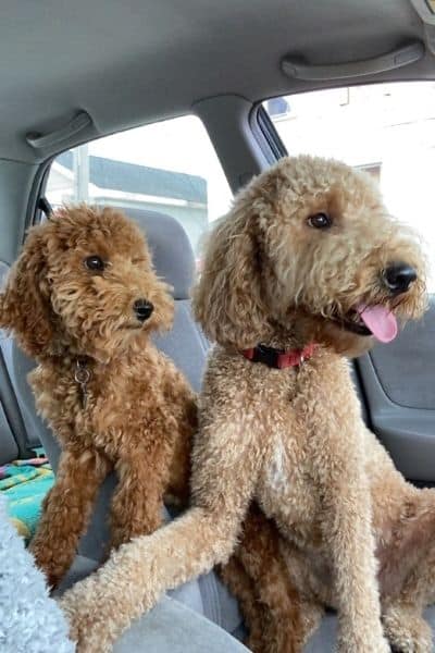 My two Labradoodles Oliver and Miles in the car