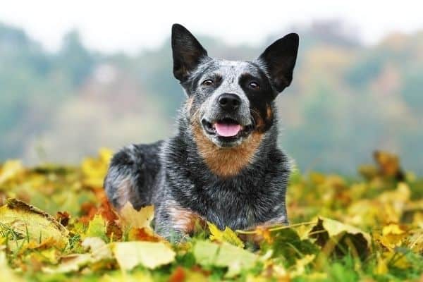 An Australian Cattle Dog lying on the grass surrounding by colorful autumn leaves.