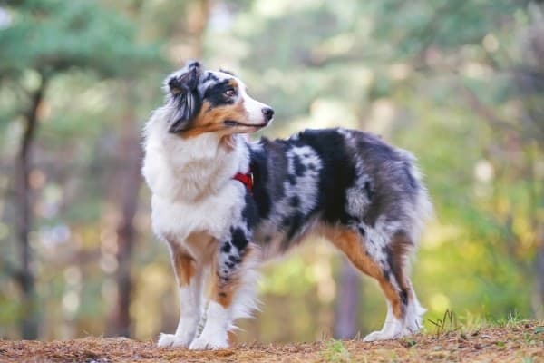 A tri-colored Australian Shepherd standing on a trail in the woods.