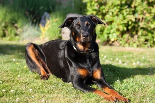 A black Beauceron with rust markings lying on the grass.