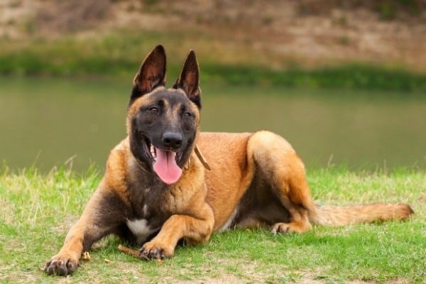 A Belgian Malinois relaxing on a riverbank.