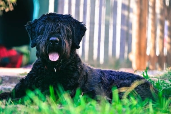 Bouvier des Flandres lying in the grass in front of a barn.