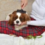 A Cavalier King Charles Spaniel lying on a woman's lap while being brushed.