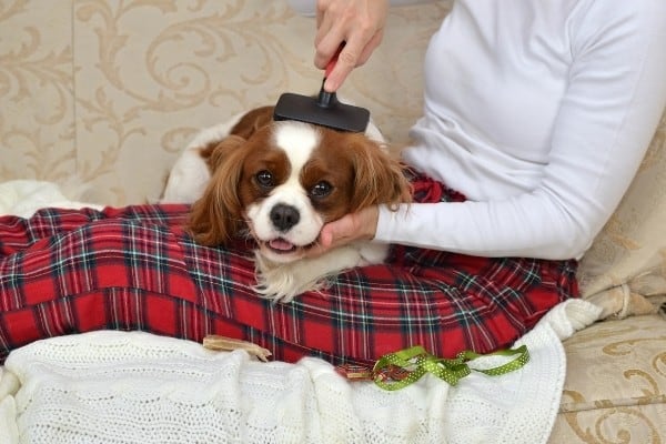 A Cavalier King Charles Spaniel lying on a woman's lap while being brushed.