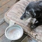 An older dog resting on a cushion outdoors while staring at his frozen water bowl.