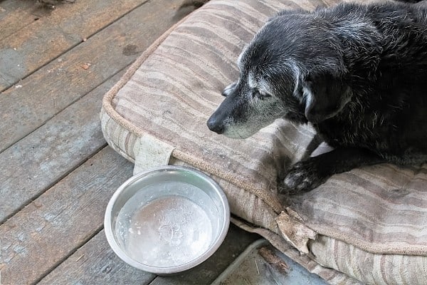 An older dog resting on a cushion outdoors while staring at his frozen water bowl.