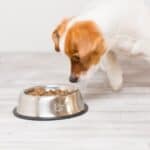 A small dog cautiously approaching a full bowl of food.