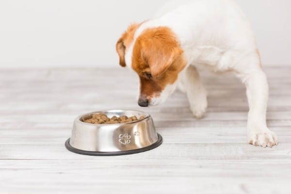 A small dog cautiously approaching a full bowl of food.