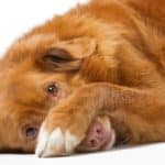 A red dog lying down with one paw covering his nose.