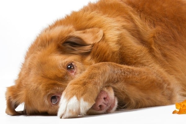 A red dog lying down with one paw covering his nose.