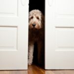 How To Stop Your Dog From Scratching the Door