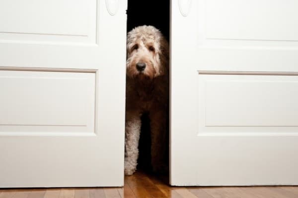 A cream-colored Doodle Dog peeking out from behind double sliding doors.