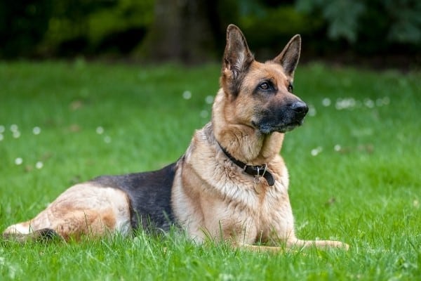 A German Shepherd relaxing on bright green grass interspersed with white flowers.