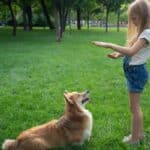 Girl training Corgi