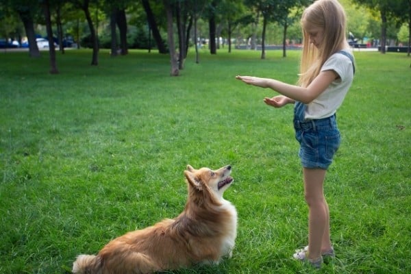 A young girl training her Cardigan Welsh Corgi in the park.