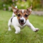 A little brown and white dog running across a lawn toward the camera.