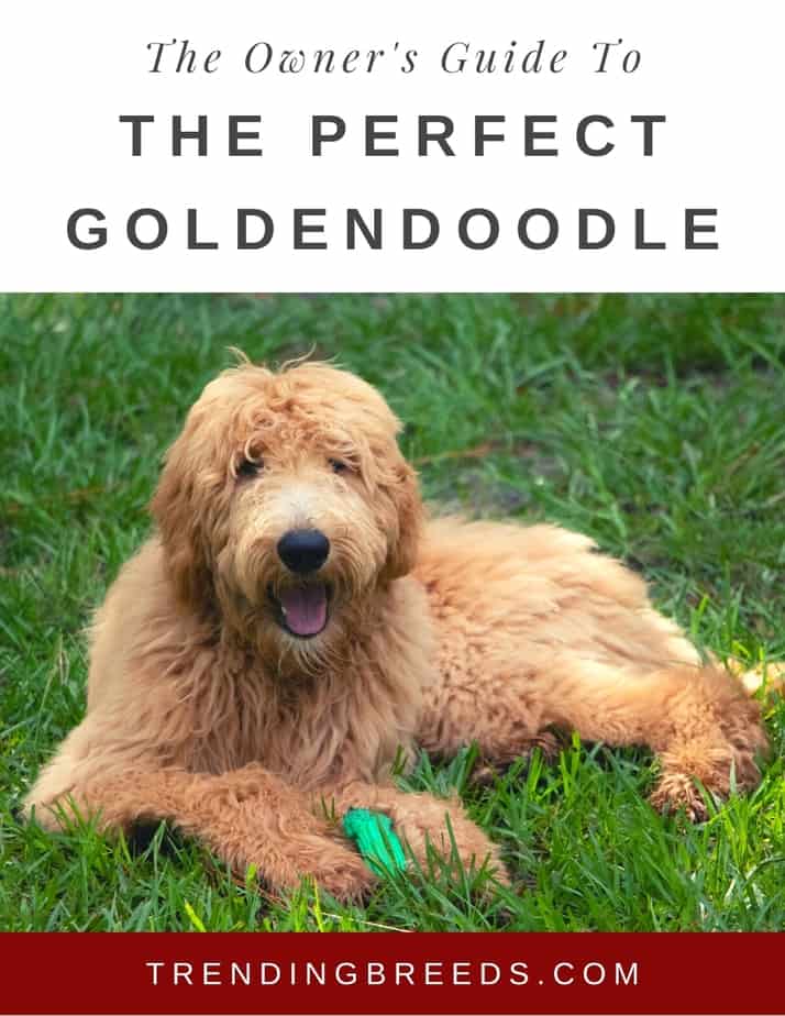 The Owner's Guide To The Perfect Goldendoodle Cover