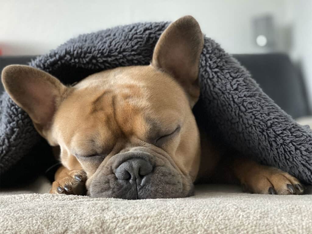 Best Bed for French Bulldog 5 Comfortable, Washable Options (2023)