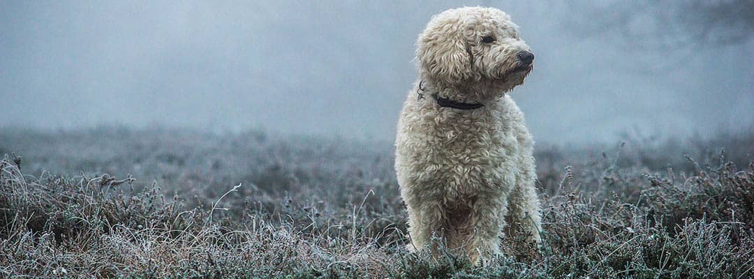 Best Brush For Goldendoodle