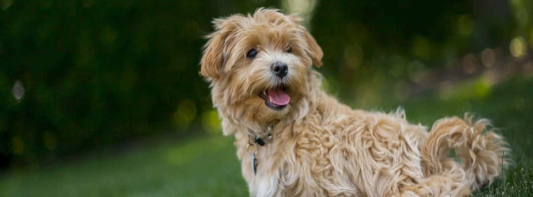 Best Brush for Maltipoo