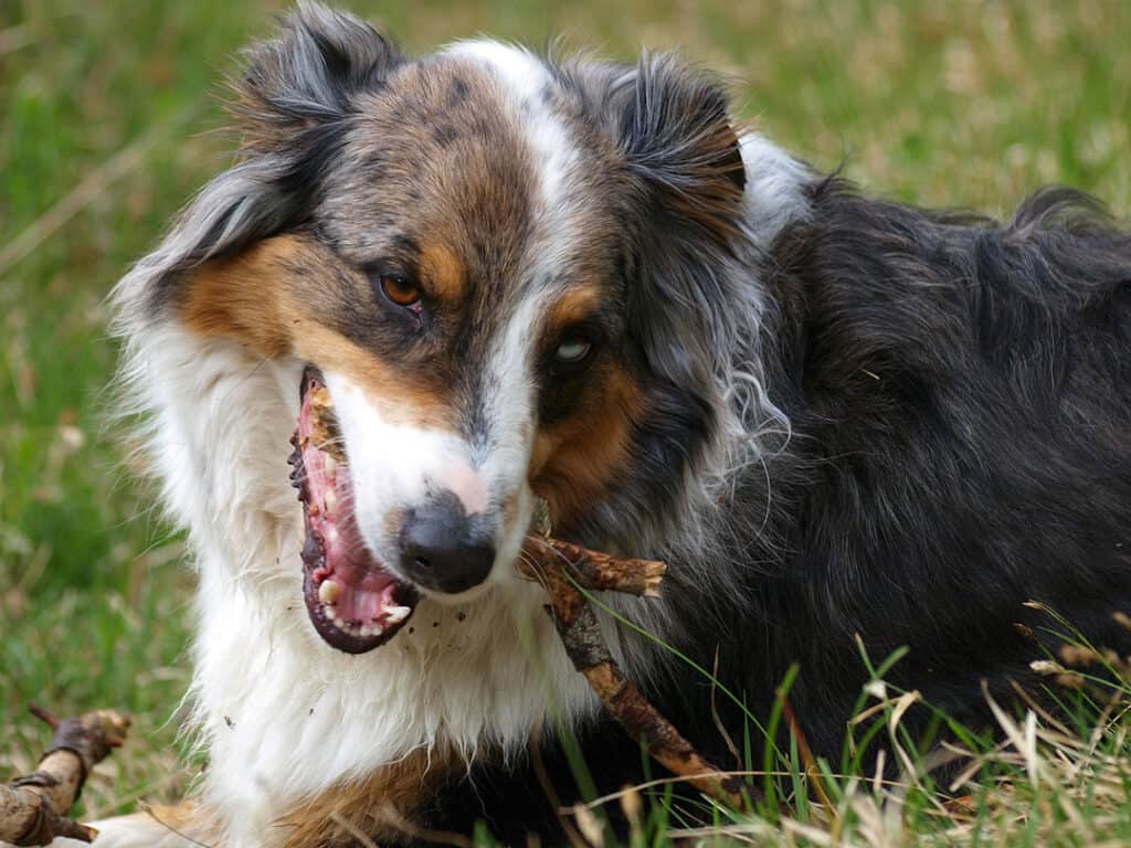 BestDogFoodForAustralianShepherd Trending Breeds
