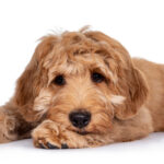 Best Dog Food For Labradoodle: Nutritious, Healthy Choices