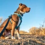 Best Dog Harness For Hiking - Designed for Safety & Comfort