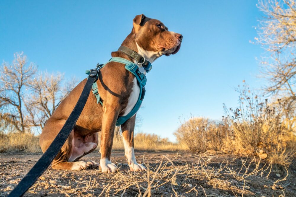 Best Dog Harness For Hiking