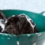 Best Dog Shampoo For Dry Skin: 5 Itching, Flaking & Odor Fixes