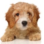 Best Food for Cavapoo To Ensure Complete Nutrition