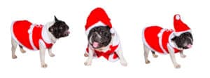 Best French Bulldog Costumes