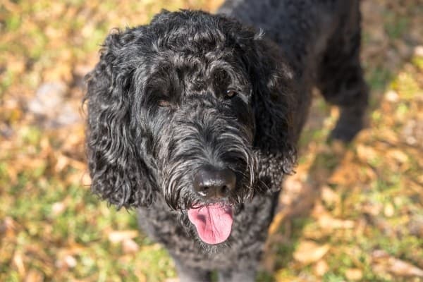 A black Labradoodle standing on a lawn littered with fallen leaves.